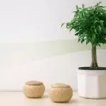 [Plants in the house] Ficus: Secrets of care