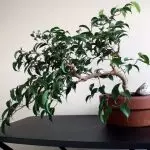 [Plantoj en la domo] Ficus: Sekretoj de zorgo