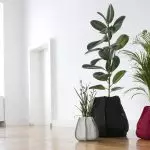 [Plants in the house] Ficus: Secrets of care