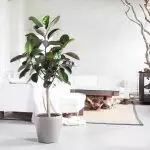 [Augalai namuose] Ficus: priežiūros paslaptys