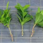 [Mga tanum sa balay] Ficus: Mga tinago sa pag-atiman