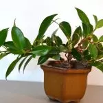 [النباتات في المنزل] Ficus: أسرار الرعاية