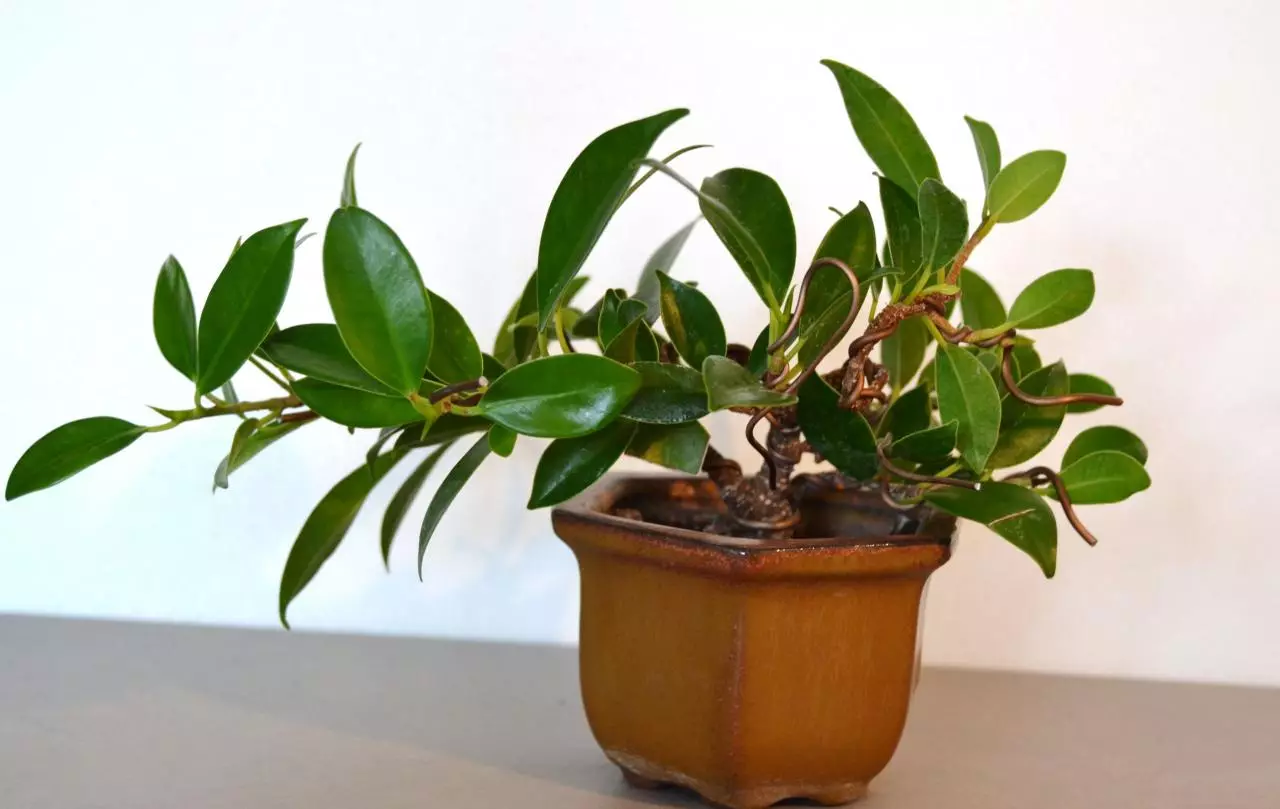 [집안의 식물] Ficus : 치료의 비밀