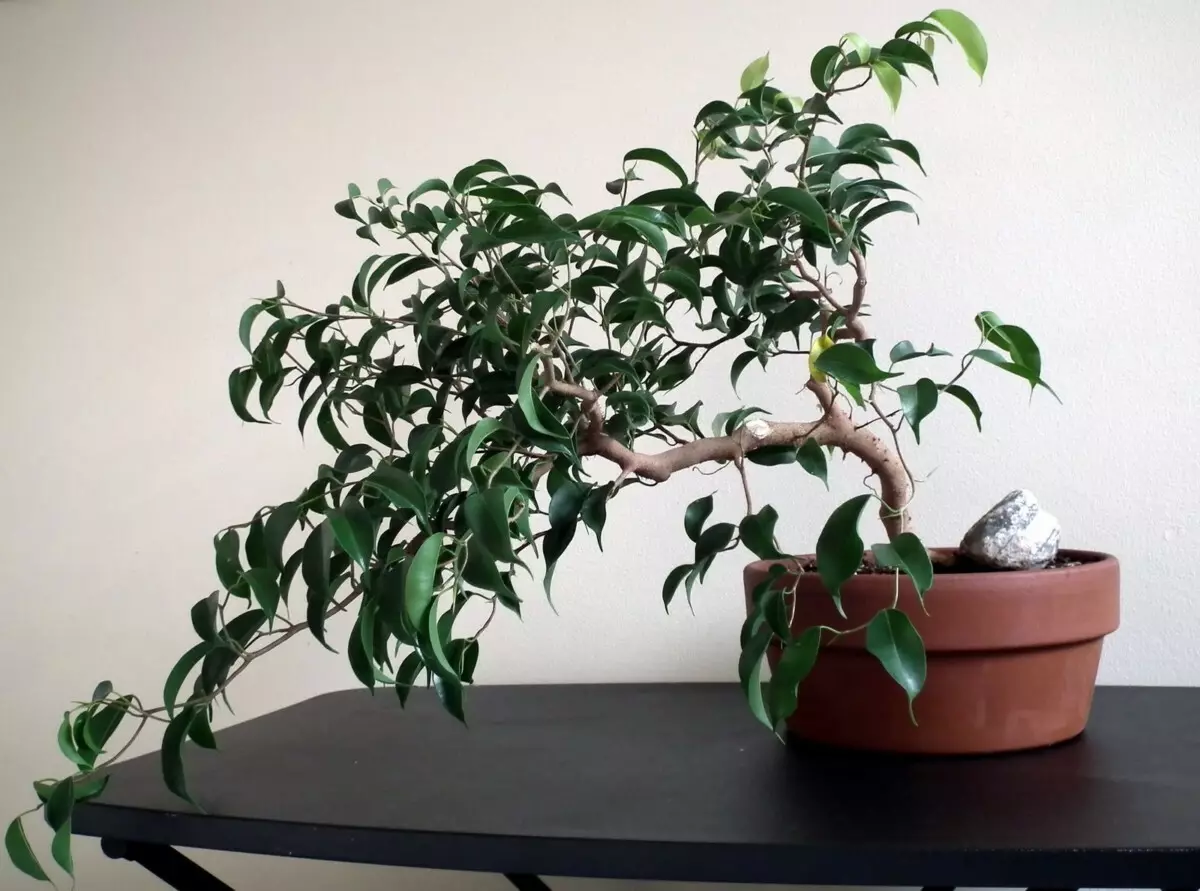 [Plantoj en la domo] Ficus: Sekretoj de zorgo