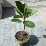 [Plantes a la casa] Ficus: secrets de la cura