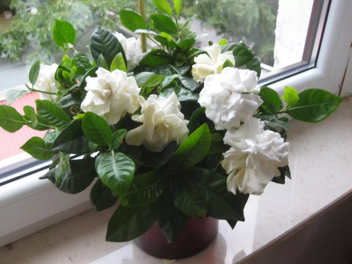 [Maja taimed] Gardenia: hoolduse saladused