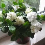 [Maja taimed] Gardenia: hoolduse saladused