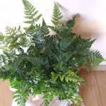 [Planter i huset] Davalia: Care Secrets