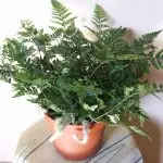 [Planter i huset] Davalia: Care Secrets