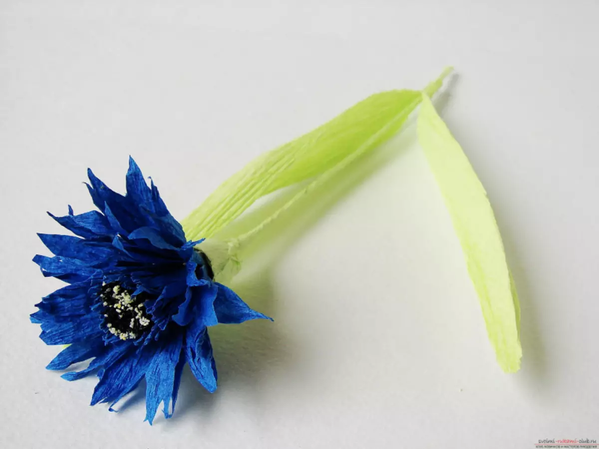 Cornflowers de papel com suas próprias mãos: Master Class Com Modelos