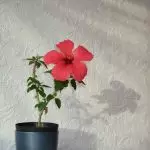 [Zomera mnyumba] Hibiscus: Zinsinsi za chisamaliro