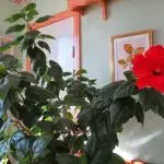 [Rastline v hiši] Hibiscus: Skrivnost
