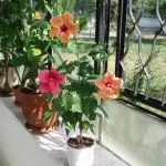 [Zvidyarwa mumba] Hibiscus: Chengetedza zvakavanzika