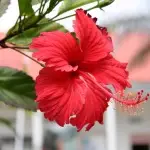 [Plantas en la casa] Hibiscus: Care Secrets