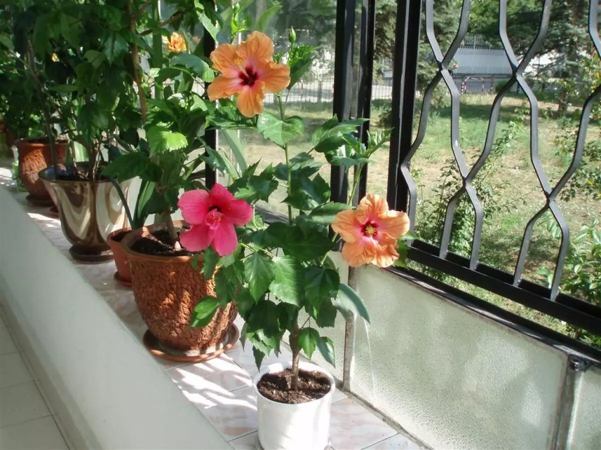 [Növények a házban] Hibiscus: Care Secrets