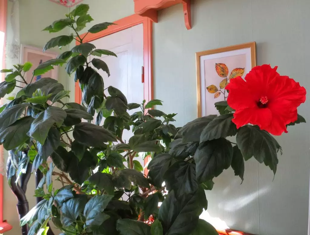 [Plantoj en la domo] Hibiscus: Care Sekretoj