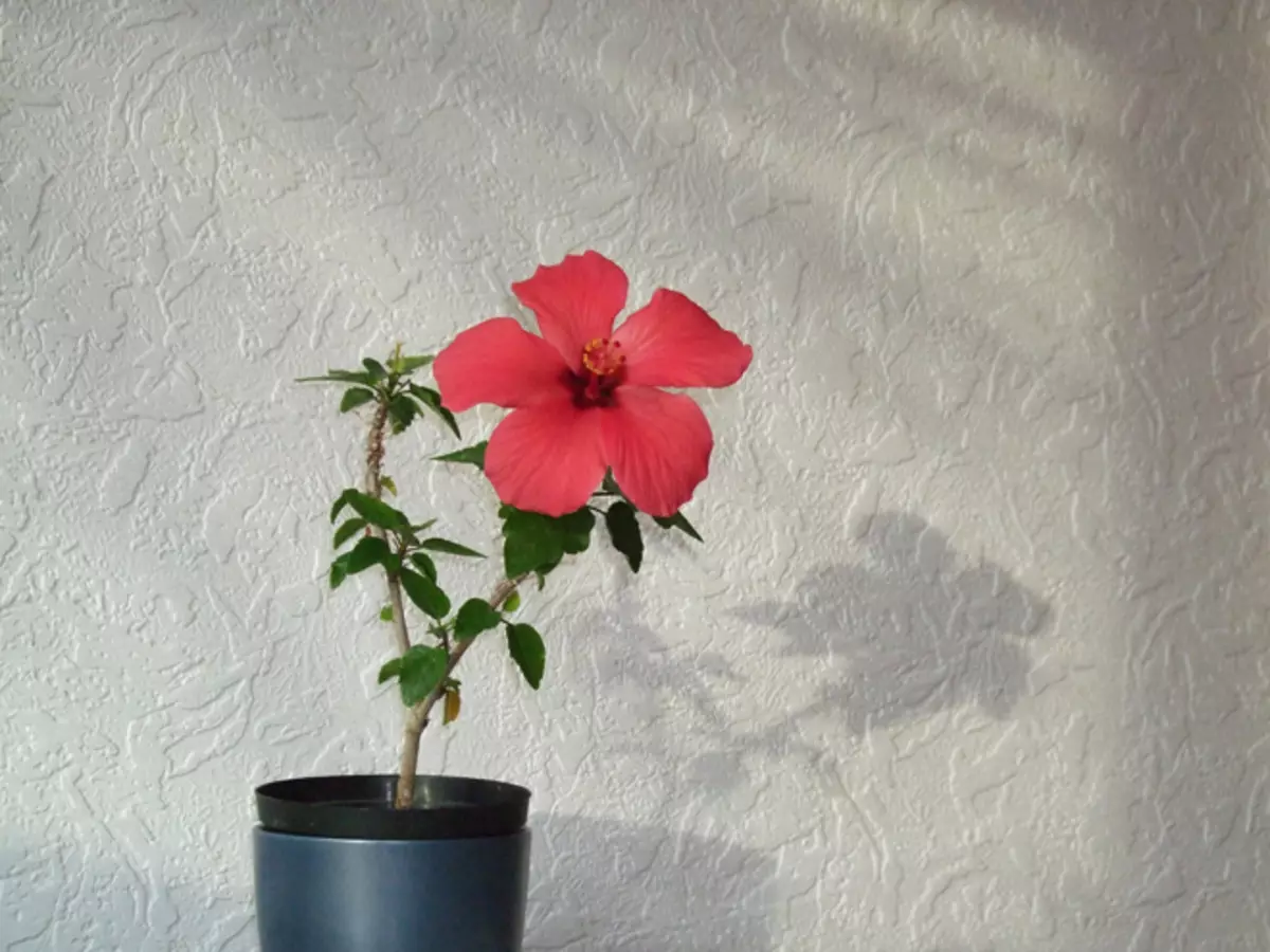 [Rastline v hiši] Hibiscus: Skrivnost