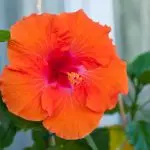 [Tanaman di Rumah] Hibiscus: Rahasia Perawatan
