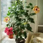 [Biljke u kući] Hibiscus: Tajne skrbi