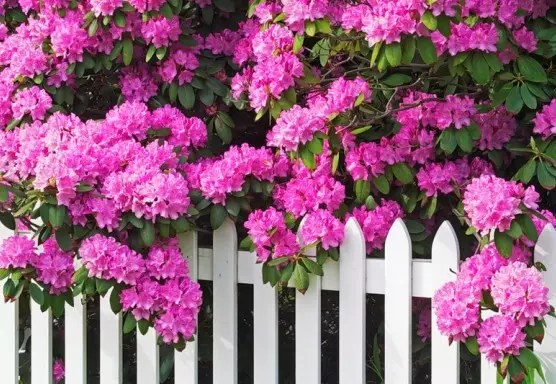 Rhododendron - Ifoto yimana yijimye, kugwa, gukura no kwitaho