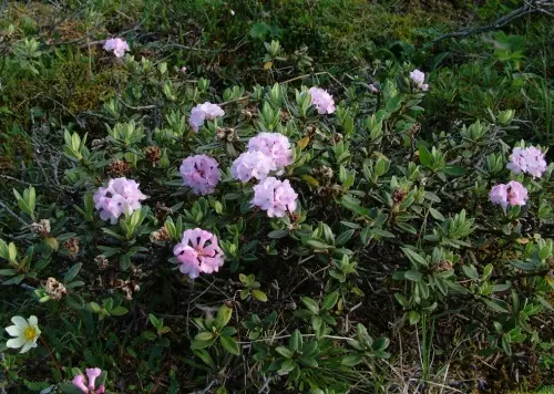 Rhododendron - krūmų veislių, nusileidimo, auginimo ir priežiūros nuotrauka