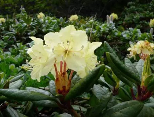 Rhododendron - صورة من أنواع الشجيرات، الهبوط، النمو والرعاية