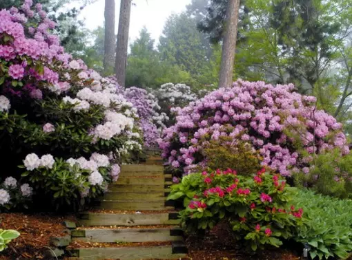 Rhododendron - புதர் வகைகள், இறங்கும், வளரும் மற்றும் பாதுகாப்பு புகைப்பட