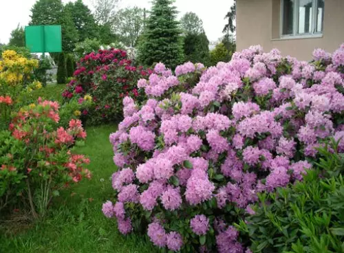 Rhododendron - Duab ntawm shrub ntau yam, tsaws, loj hlob thiab kev saib xyuas