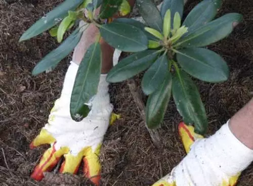 Rhoddendron - چاتقال سورتلىرى, قونۇۋاتقان ۋە كۆپىيىش ۋە ئاسراشنىڭ سۈرىتى