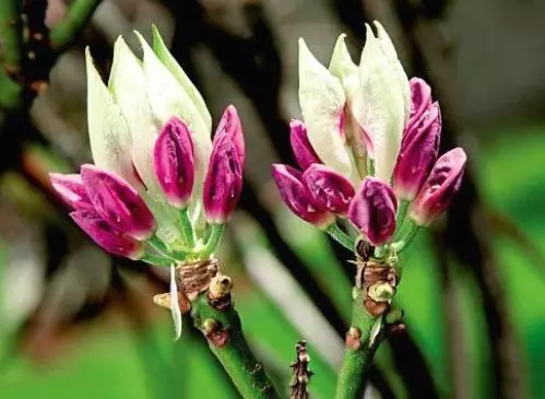 Rhododendron - foto nan varyete ti pyebwa, aterisaj, ap grandi ak swen