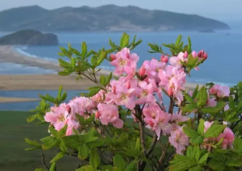 Rhododendron - Foto de variedades de arbustos, aterrizaje, crecemento e coidado