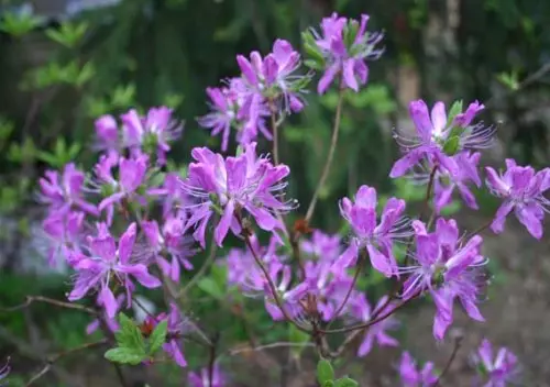 Rhododendron - ფოტო shrub ჯიშების, სადესანტო, მზარდი და ზრუნვა