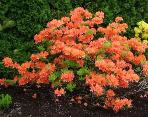 Rhododendron - Grianghraf de chineálacha tor, tuirlingt, fás agus cúram