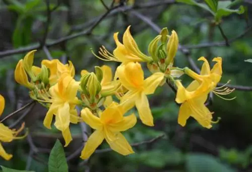 Rhododendron - 灌木品種，著陸，生長和護理照片