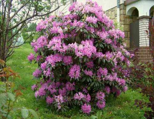 Rhododendron - Foto de arbustaj varioj, surteriĝo, kreskado kaj zorgo