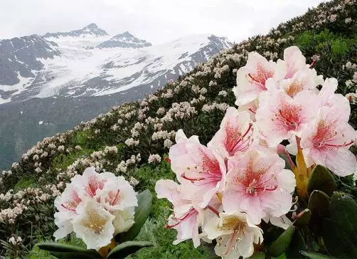 Rhodendron - hoto na albishiyoyi na shrub, saukowa, girma da kulawa