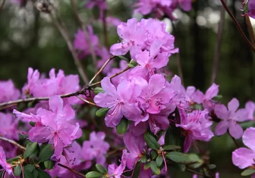 Rhododendron - Ifoto yimana yijimye, kugwa, gukura no kwitaho