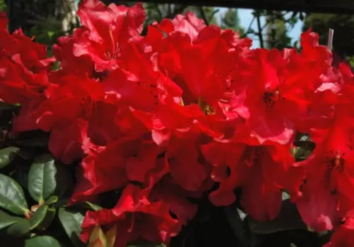 Rhododendron - Foto põõsasortide, maandumise, kasvava ja hoolduse foto