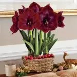 [Plants in the house] Hippeastrum: how to care?