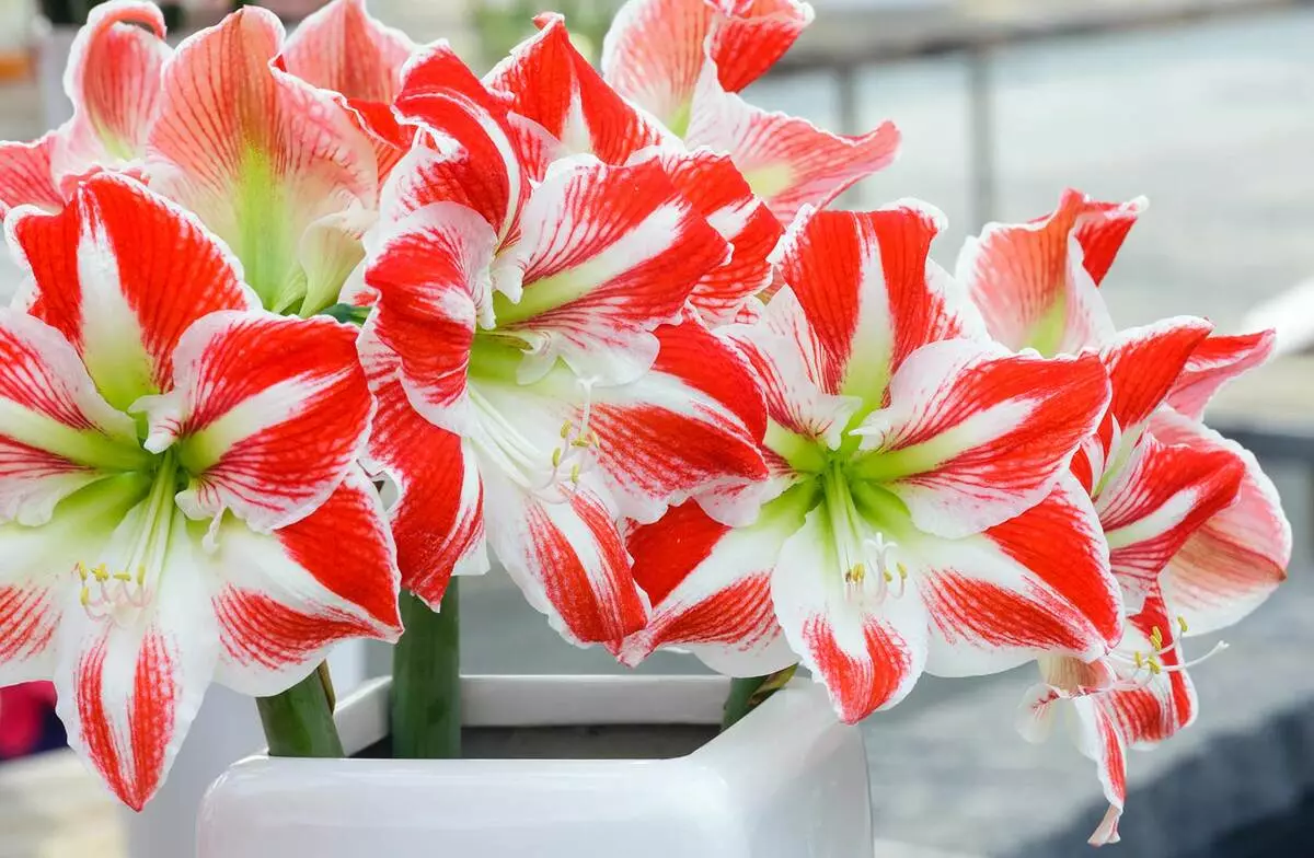[Plants in the house] Hippeastrum: how to care?