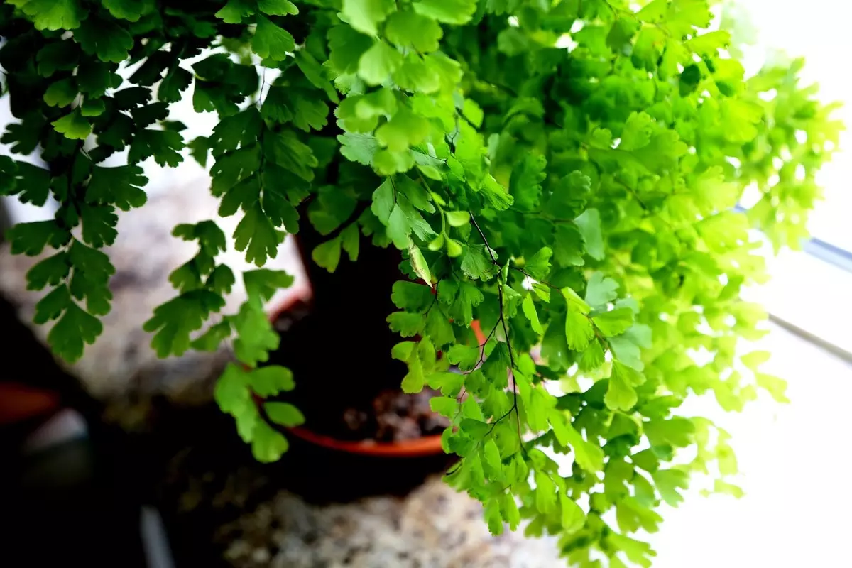 [Plants in the house] AdianTum: How to care for?