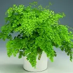 [房子裡的植物] Adiantum：如何照顧？