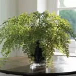 [房子里的植物] Adiantum：如何照顾？