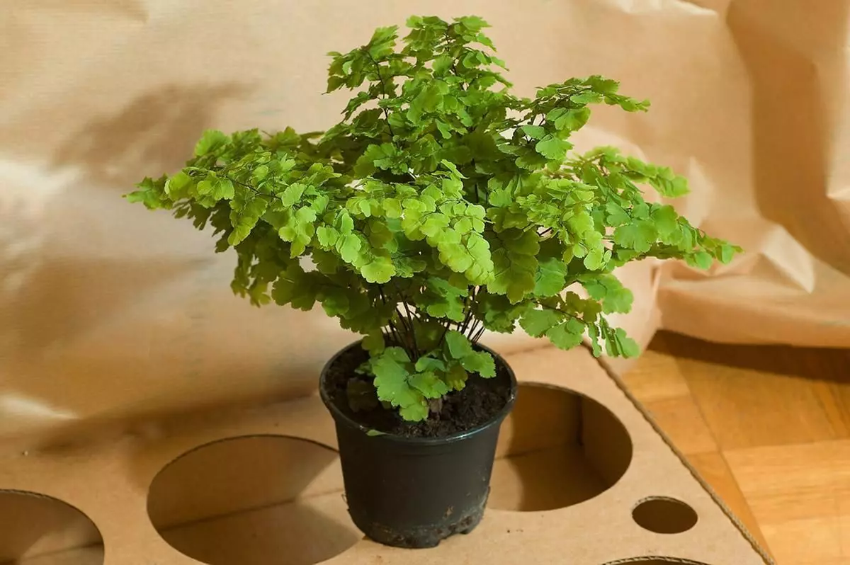 [Plante in die huis] Adiantum: Hoe om te sorg?