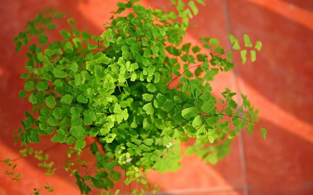 [বাড়ির গাছপালা] Adiantum: কিভাবে জন্য যত্ন?