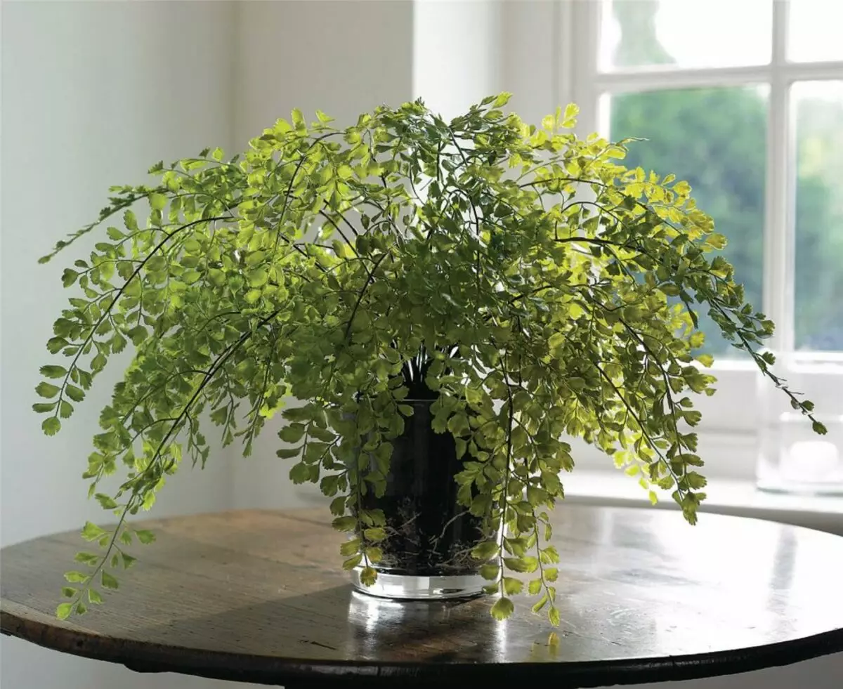 [家の中の植物] Adiantum：どのように世話するのですか？