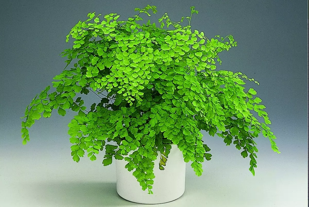 [Plantoj en la domo] Adiantum: Kiel zorgi?