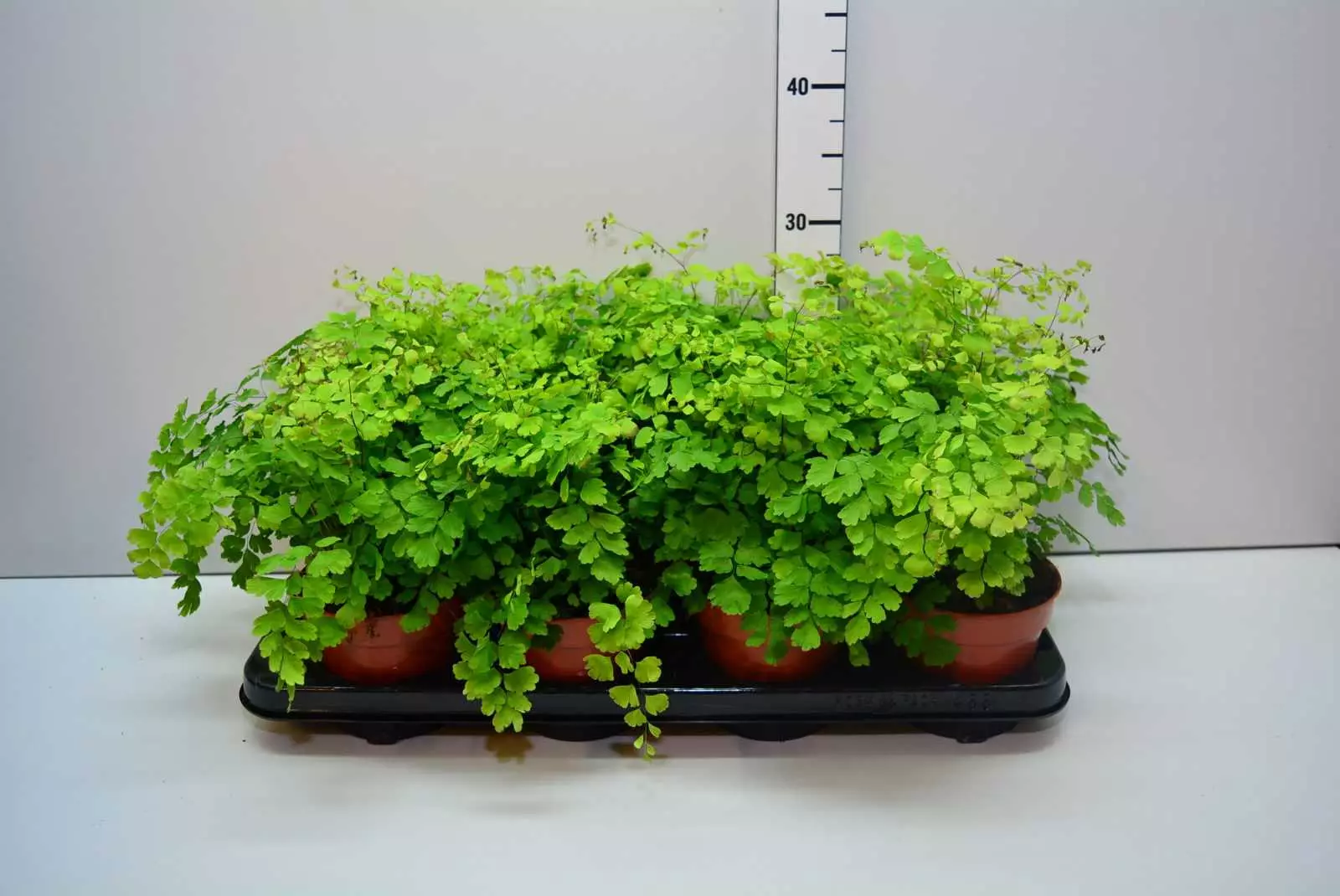 [বাড়ির গাছপালা] Adiantum: কিভাবে জন্য যত্ন?