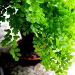 [বাড়ির গাছপালা] Adiantum: কিভাবে জন্য যত্ন?