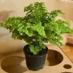 [Plants in the house] AdianTum: How to care for?